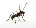 Средства от муравьев